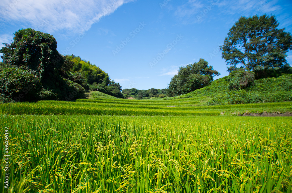 Tanada(rice field),nara(prefectures),tourism of japan