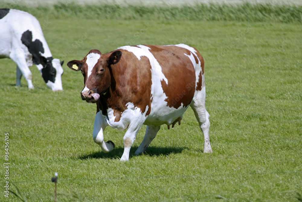 Vache, race Prim holstein pie rouge Photos Adobe Stock