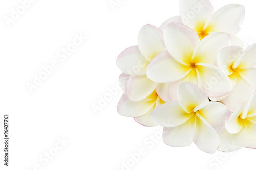 frangipani flowers on white background with clipping paths