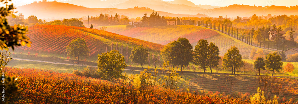 Castelvetro di Modena, vineyards in Autumn, italy
 - obrazy, fototapety, plakaty 
