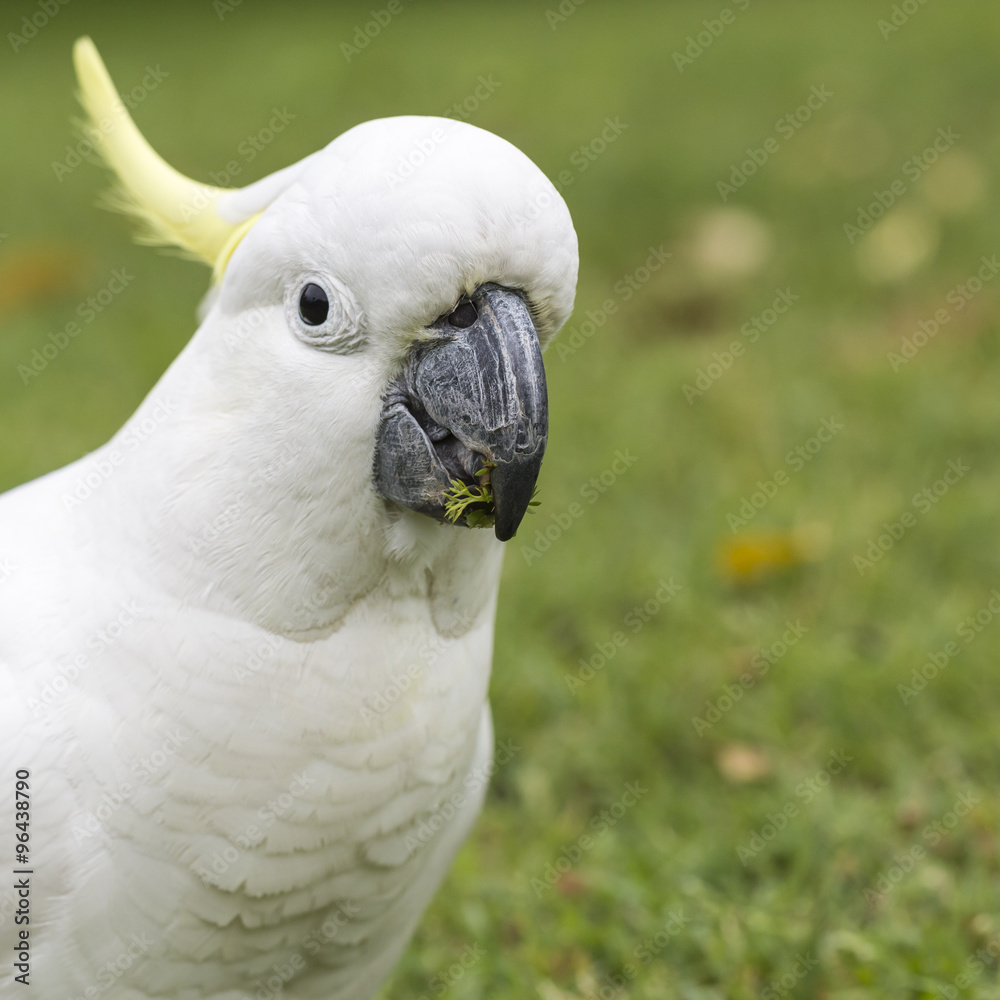 Sulphur-crested Cockatoo (Cacatua galerita) Sulphur-crested Cockatoo (Cacatua galerita)