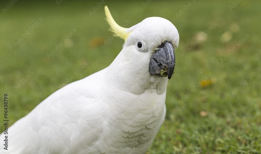 Sulphur-crested Cockatoo (Cacatua galerita) Sulphur-crested Cockatoo (Cacatua galerita)
