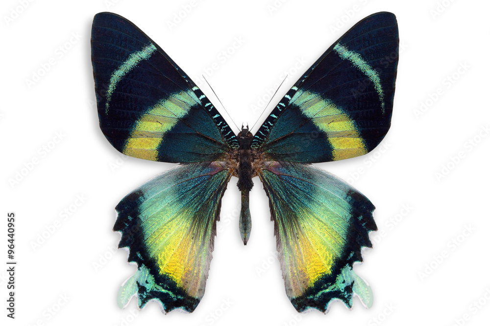 Naklejka premium beautiful butterfly background