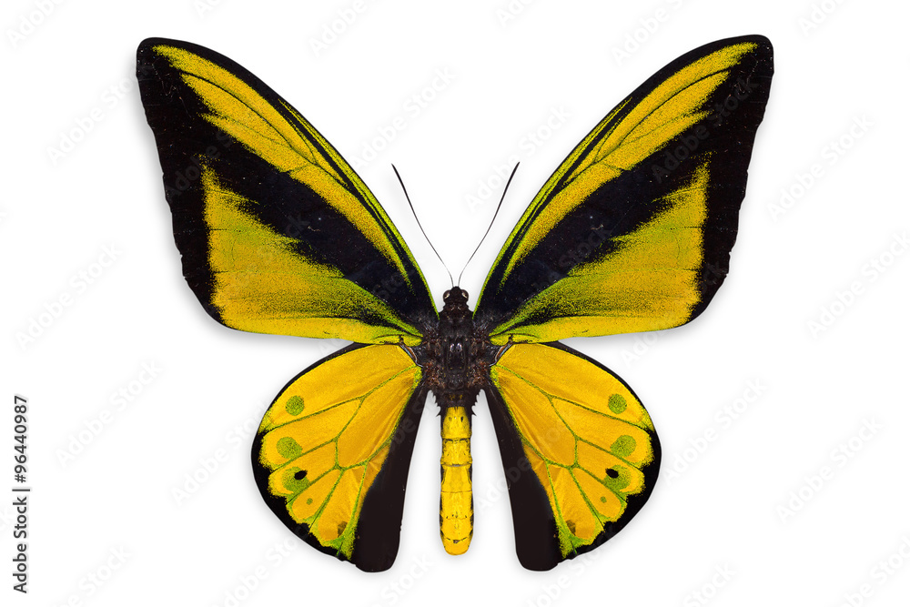 Fototapeta premium beautiful butterfly background