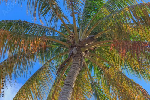 Coconut tree © Winyou