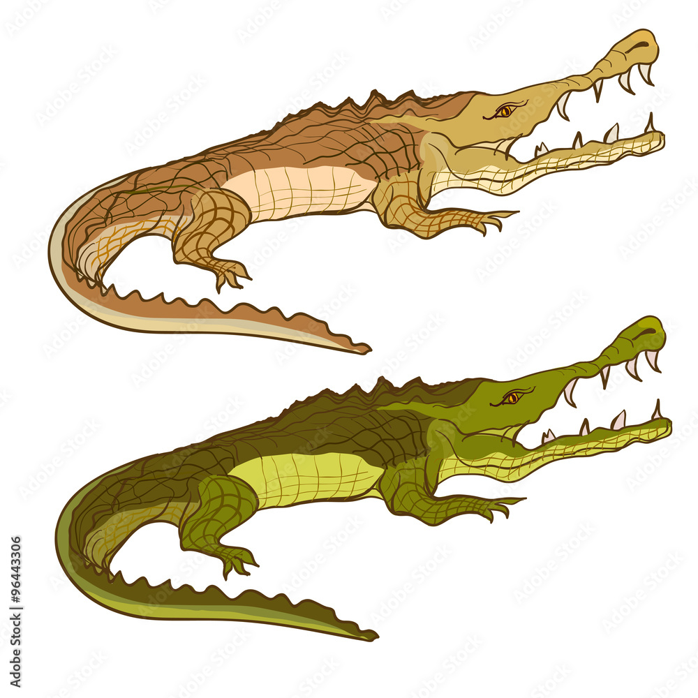 Fototapeta premium Crocodile green and brown. Vector cartoon image isolated 