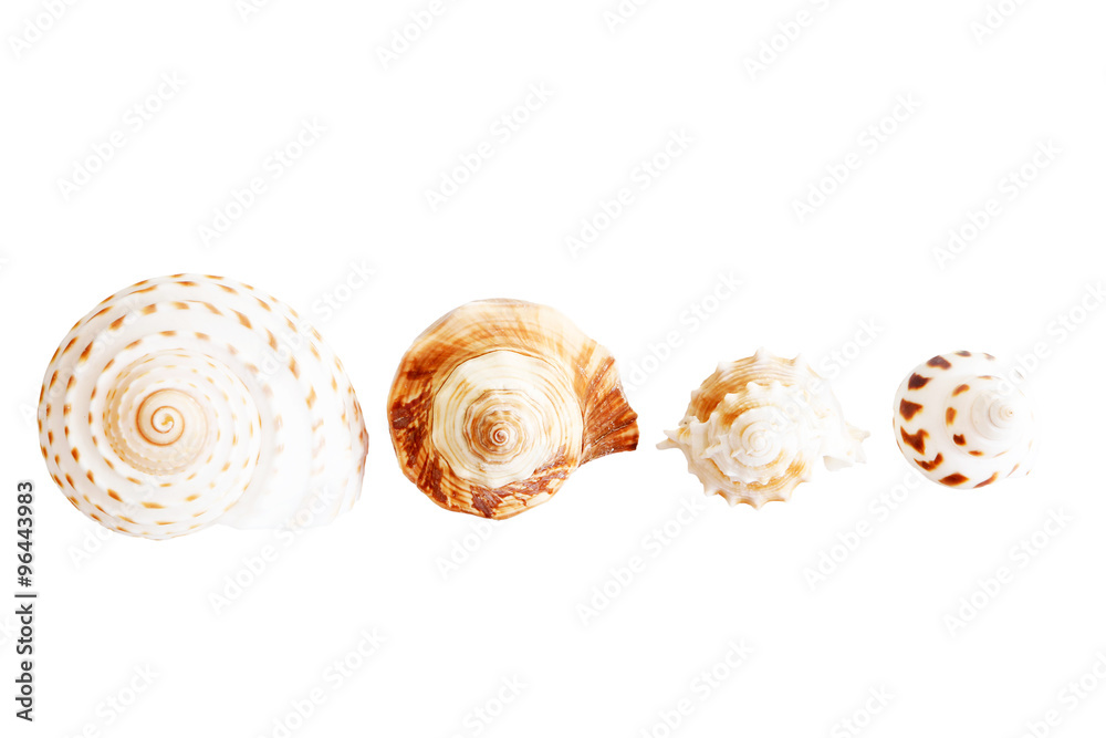 seashell isolated on white background.
seashell isolated on white background.