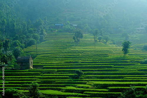 Agricultural fields in Nepal