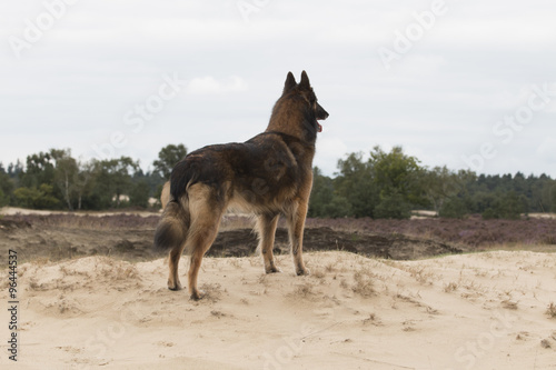 Dog, Belgian shepherd Tervuren, looking out over dunes © avanheertum