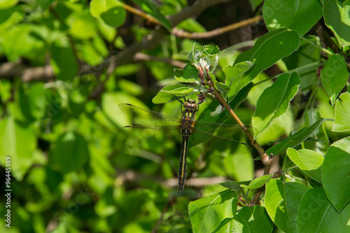 green dragonfly in the foliage