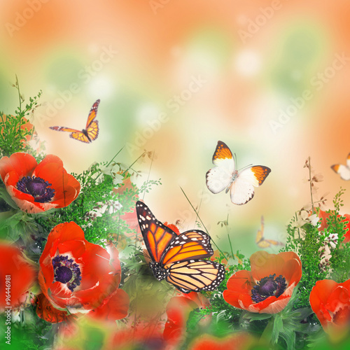 Fototapeta Naklejka Na Ścianę i Meble -  Field of poppies and green grass and butterfly