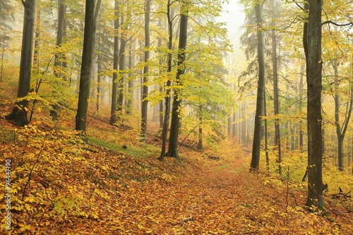 Autumn beech forest in a foggy weather
