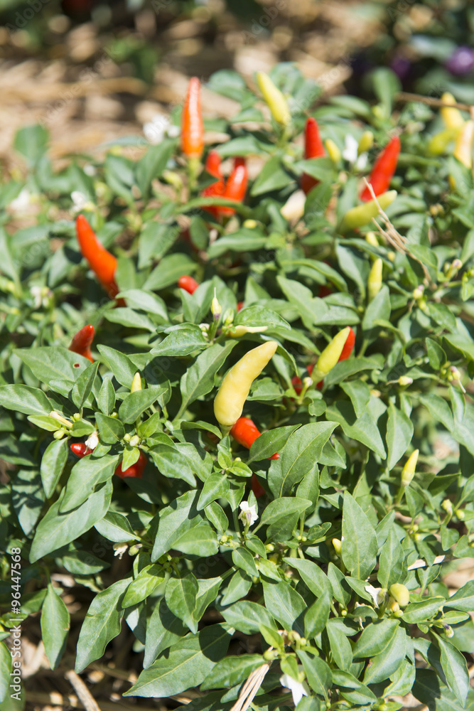 fresh red chillies growing in the garden