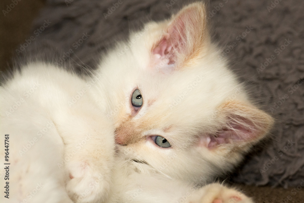 Obraz premium Heilige Birma Katze