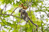 Cute baby ring tailed lemur, endemic specie in Madagascar, jumping on a branch tree.