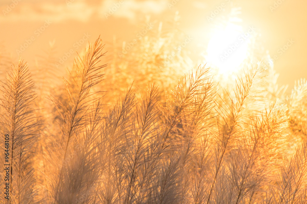 Fototapeta premium Grass Flowers