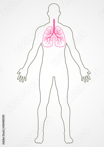 Human Internal Organ