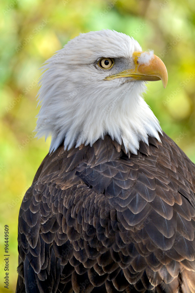 Obraz premium Beautiful american bald eagle