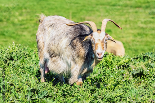 A Nanny Goat
