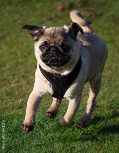 Pug puppy dog breed, running in a local park, Liverpool, Merseyside © traceyd22