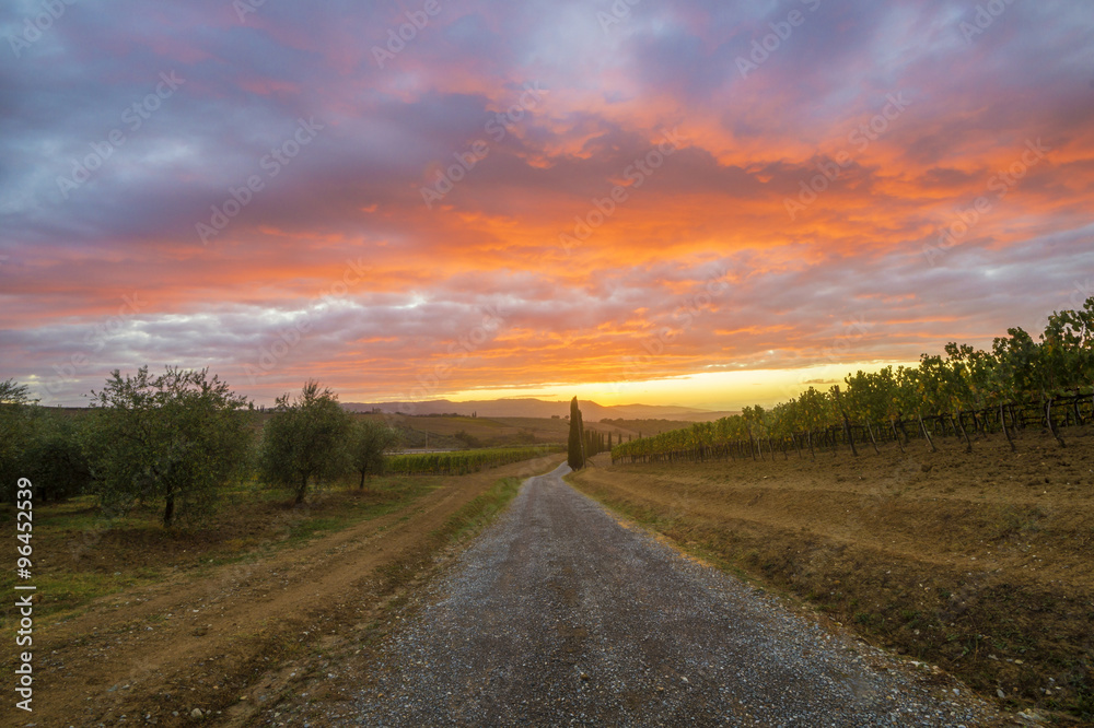 road through the Tuscan vineyard