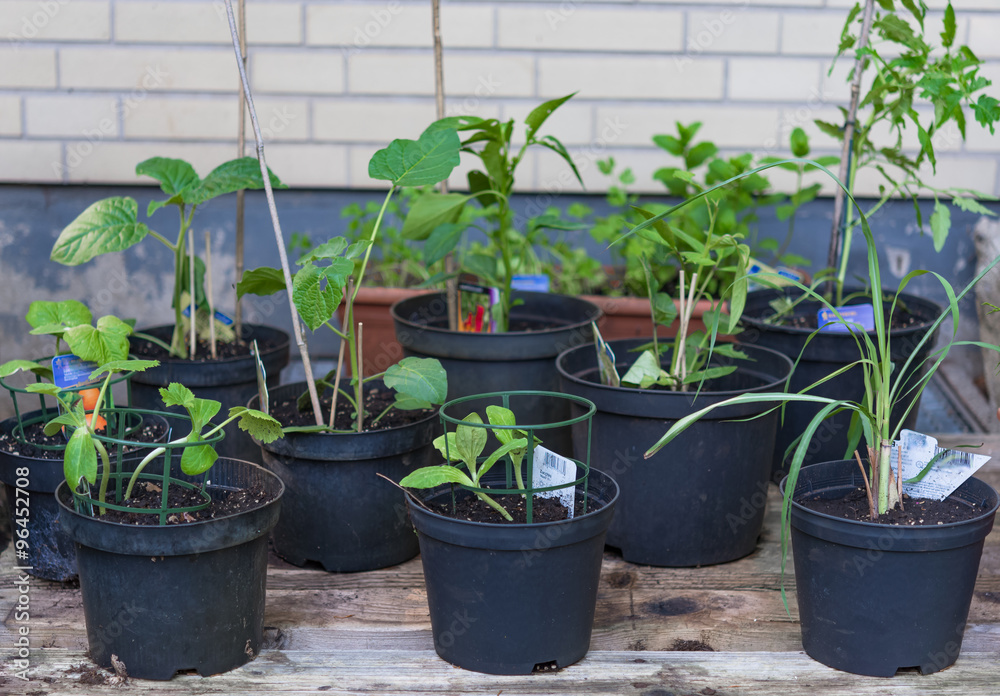Pottet herbs and vegetable plants outside on a pallet Pottet herbs and vegetable plants outside on a pallet