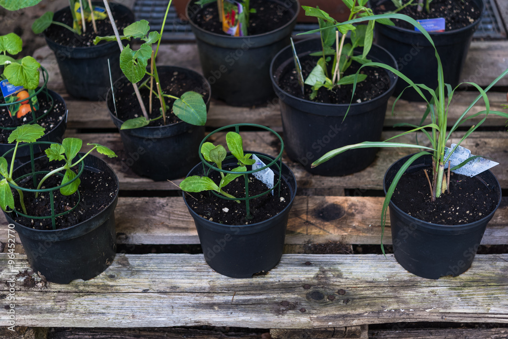 Pottet herbs and vegetable plants outside on a pallet Pottet herbs and vegetable plants outside on a pallet
