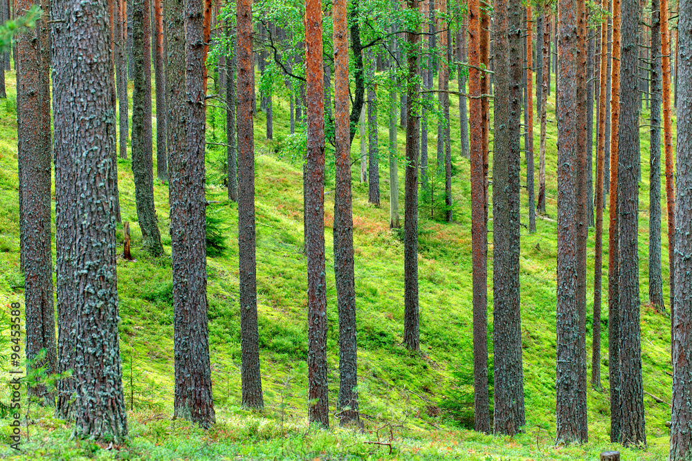 Obraz premium Fresh Green Pine Forest Backdrop