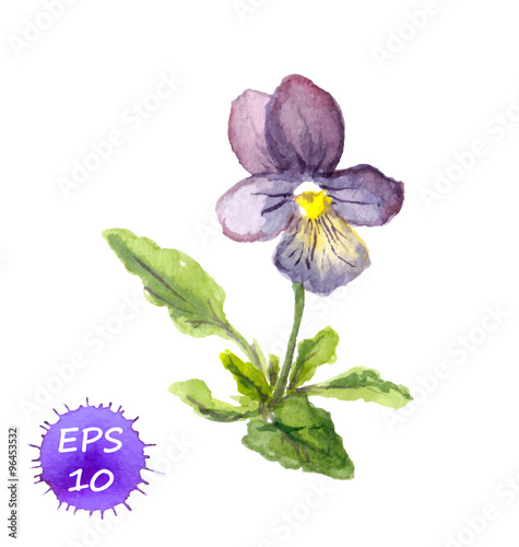 Watercolor painted violets, vector