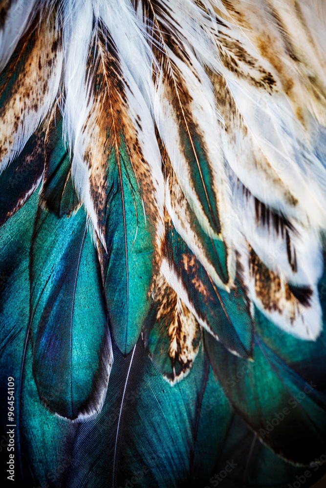 Fototapeta premium Jaskrawa kolorowa piórkowa grupa niektóre ptak