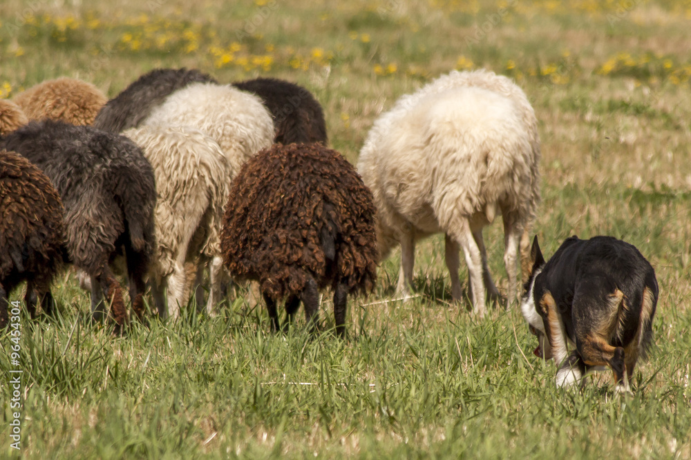 Obraz premium Border Collie beim Hüten