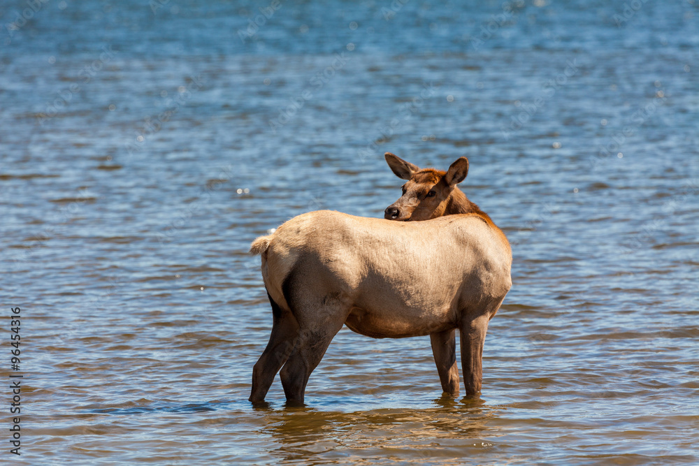 Cow Elk in Lake Cow Elk in Lake