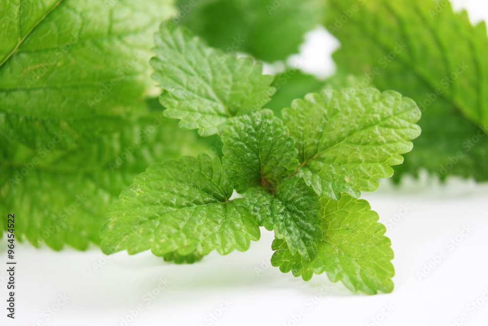 Fresh lemon balm herb Melissa officinalis in white background Fresh lemon balm herb Melissa officinalis in white background