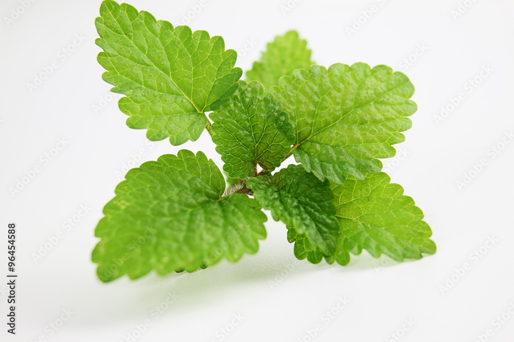 Fresh lemon balm herb Melissa officinalis in white background Fresh lemon balm herb Melissa officinalis in white background