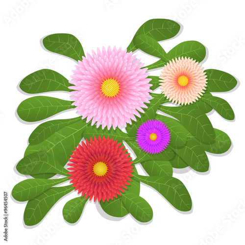 Bellis perennis. Red, pink, purple flower. Vector illustration