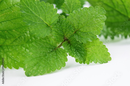 Fresh lemon balm herb Melissa officinalis in white background photo