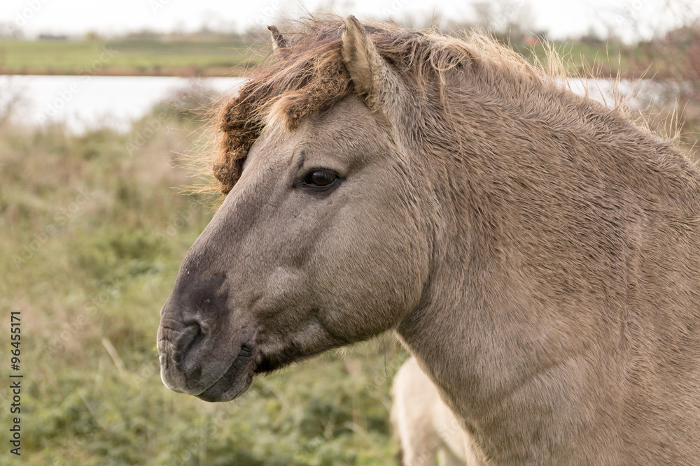 Konik horse in the pasture.
Portrait of horse. Konik horse in the pasture.
Portrait of horse.