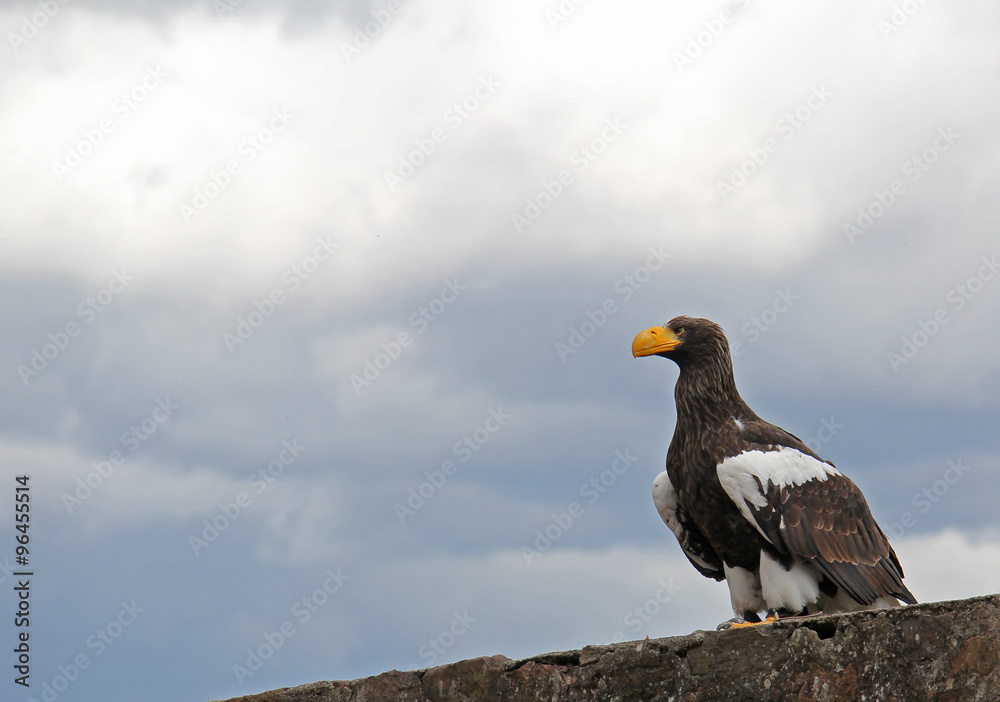 Fototapeta premium Rapace