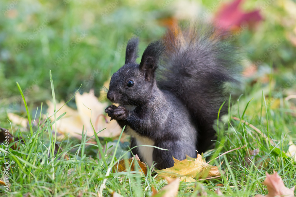 black squirrel black squirrel