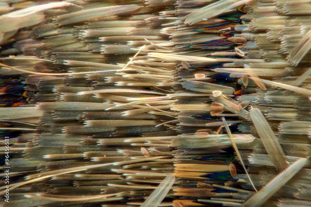 Fototapeta premium Extreme magnification - Moth and butterfly wing