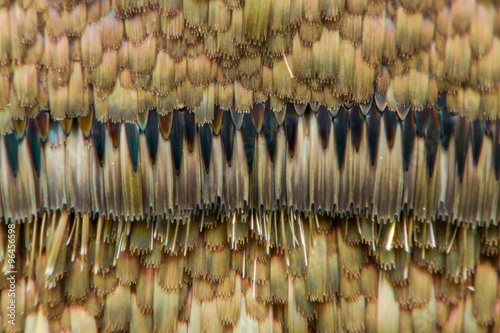 Extreme magnification - Moth and butterfly wing