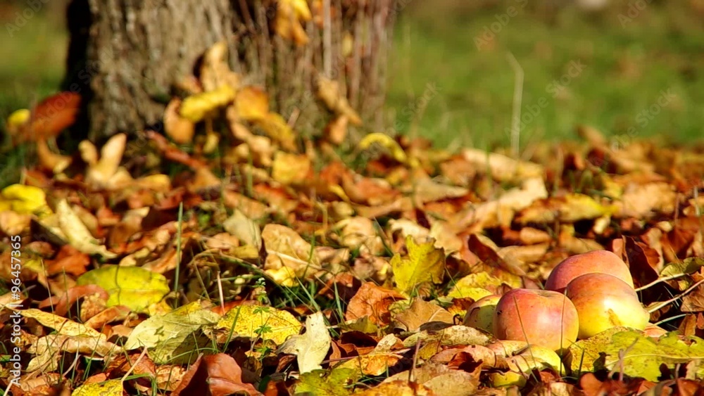 Apples on fallen leaves in autumn in orchard
Apples on fallen leaves in autumn in orchard