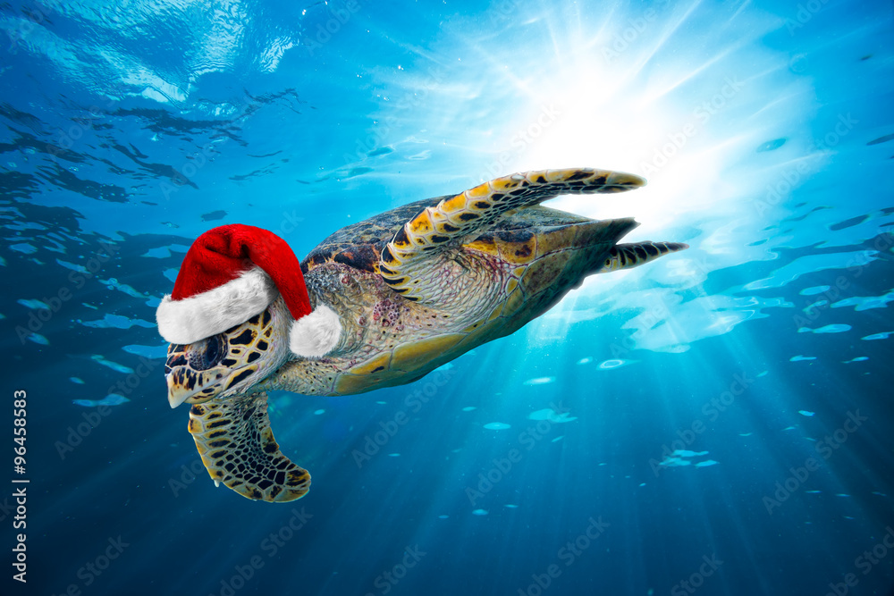 Obraz premium hawksbill sea turtle with santa hat dives down into the deep blue ocean