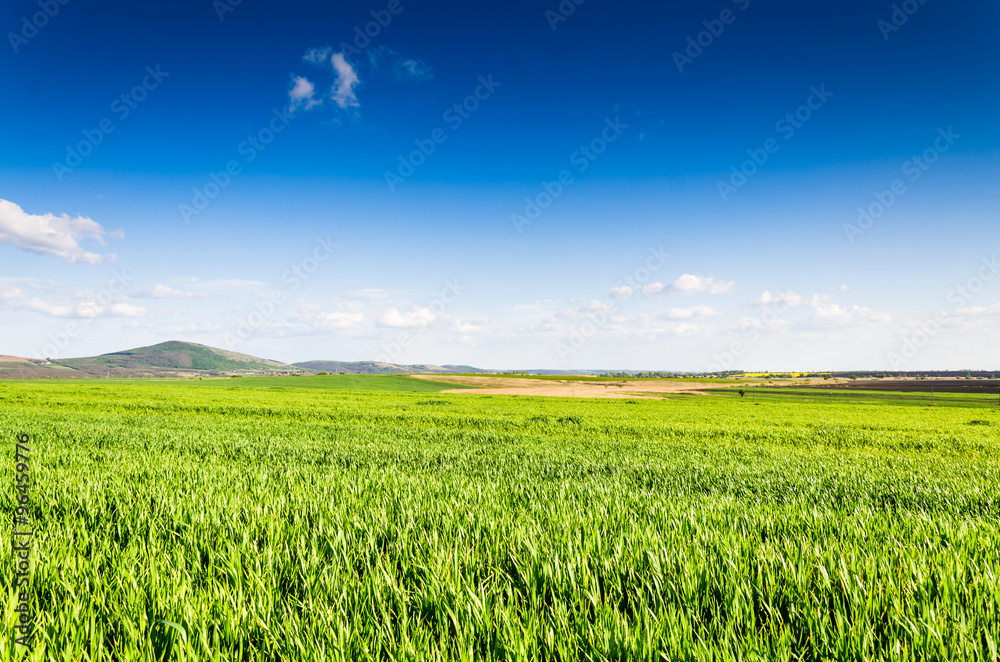 green field