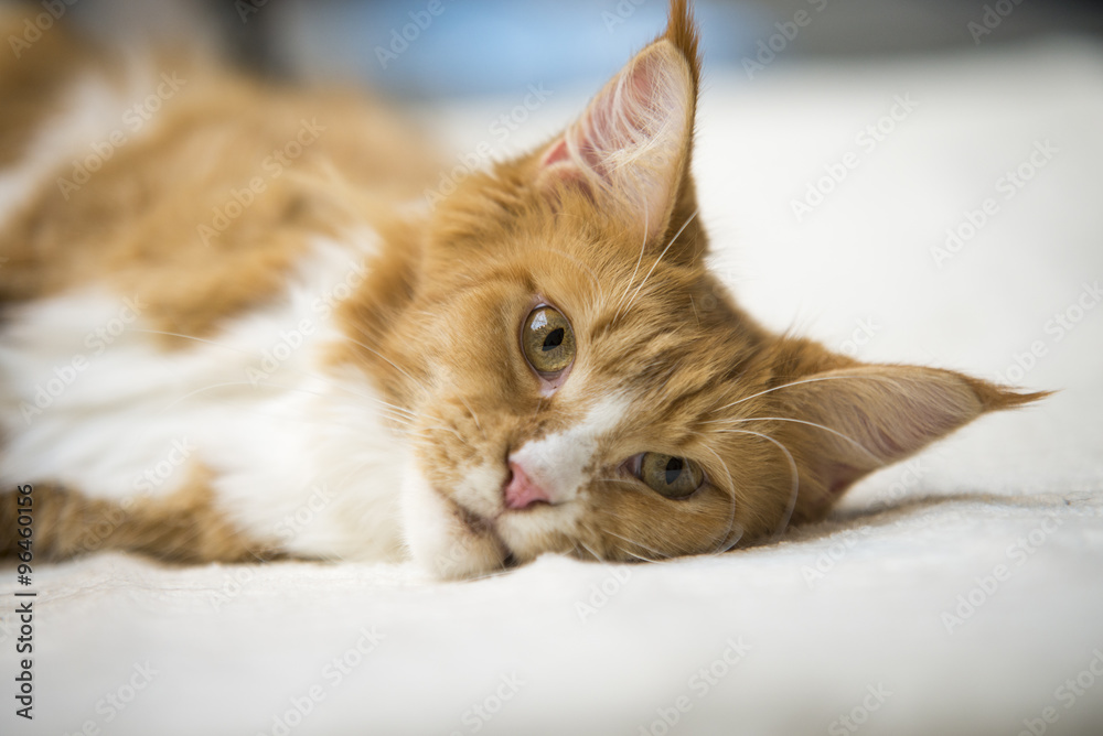 Obraz premium Maine Coon rudy pręgowany leżąc na łóżku