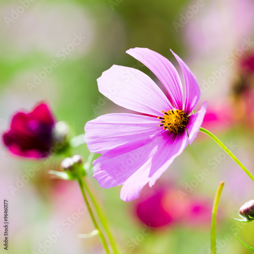 pink flowers