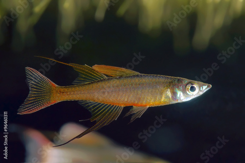threadfin rainbowfish (Iriatherina werneri)