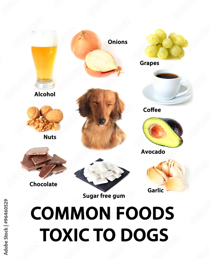 Foods Toxic To Dogs Foto De Stock Adobe Stock