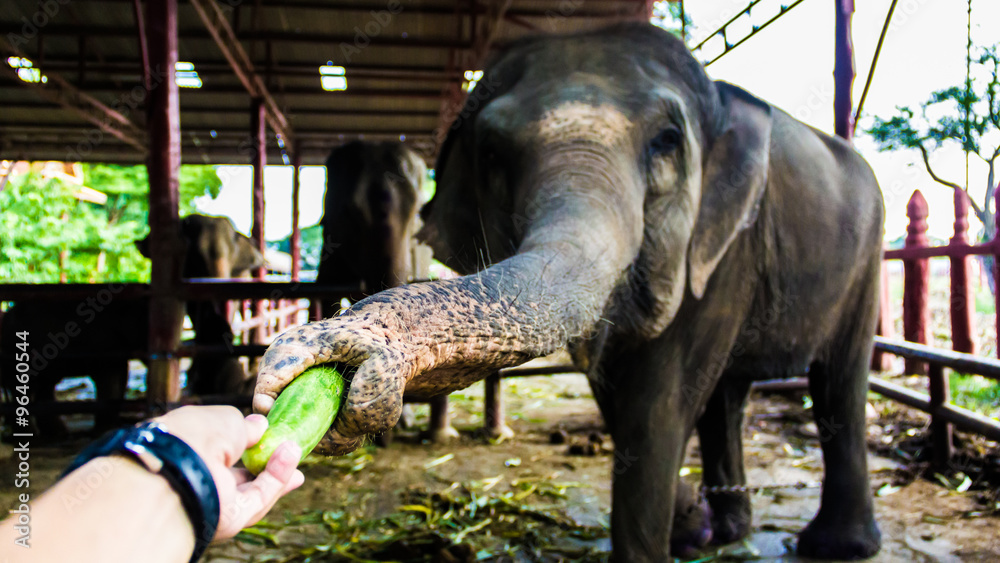 Thailand Elephan farm