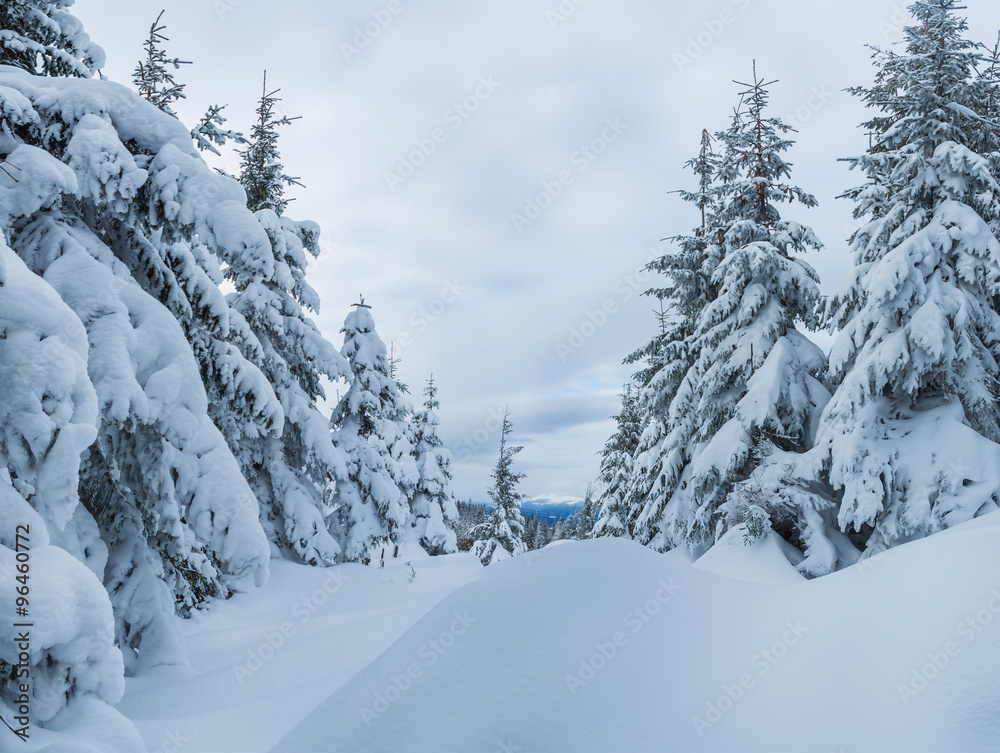 Obraz premium snowy winter in the woods